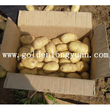 Fresh New Crop Potato wird von einem qualifizierten Lieferanten geliefert